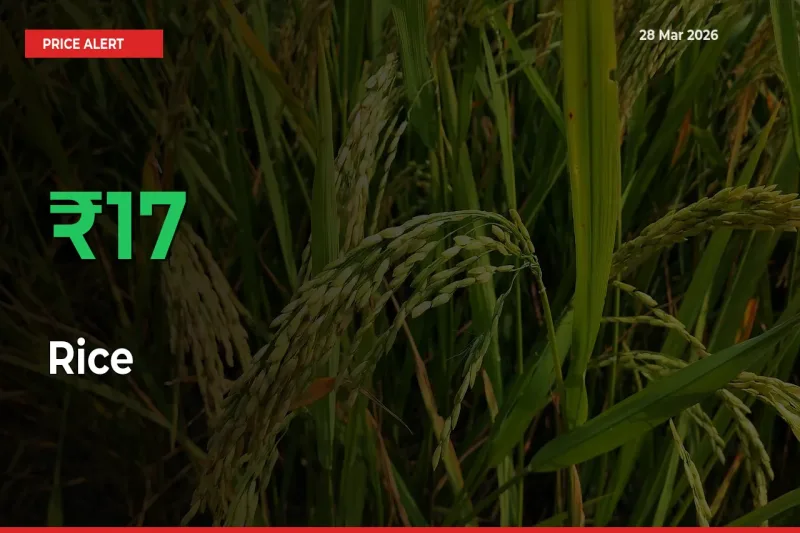 This Mandi Records 17.31% Jump in Rice Prices