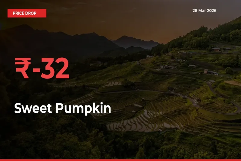 Farmers Alert as Sweet Pumpkin Prices Slide 31.94% in Local Mandis