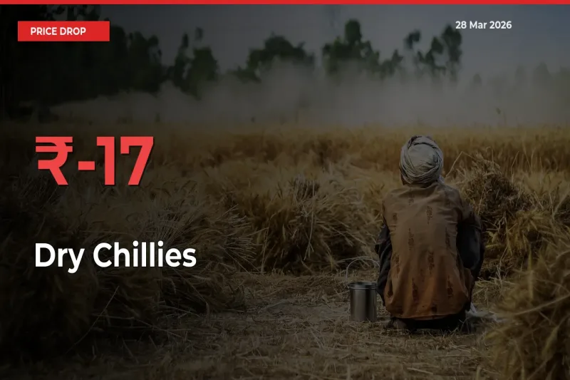 Sharp Fall! Dry Chillies Prices Plunge 16.57% in a Day at Key Mandis