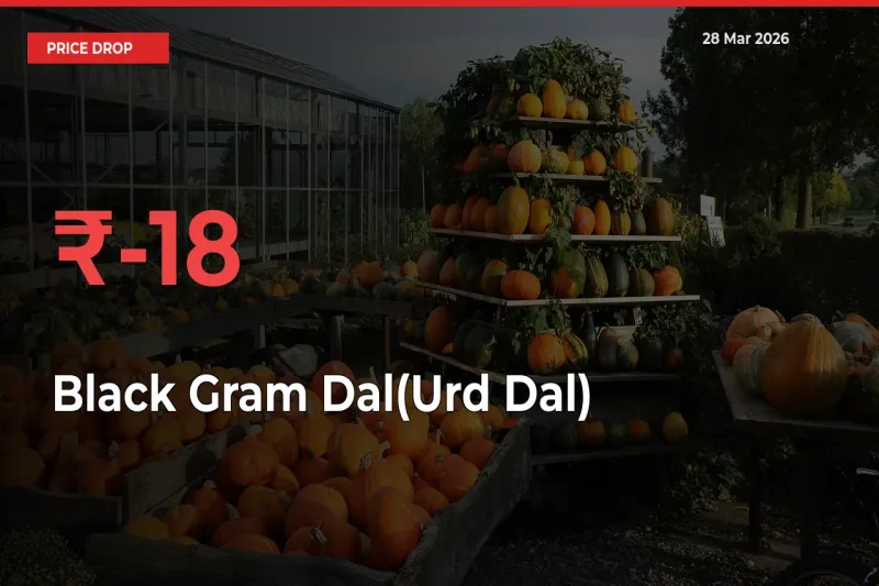Black Gram Dal(Urd Dal) Prices Drop 18.15% in 24 Hours at Major Mandis
