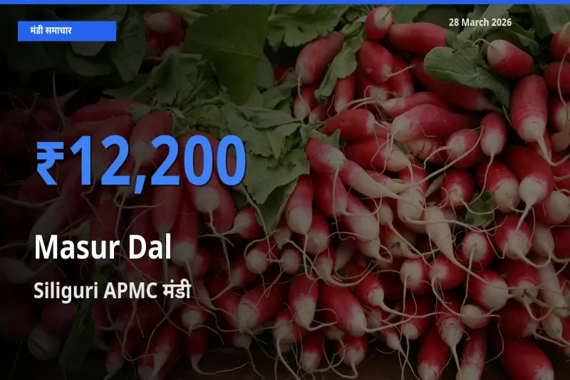 Siliguri APMC मंडी में मसूर दाल ₹12,200 पर पहुँचा – आज का सर्वोच्च भाव