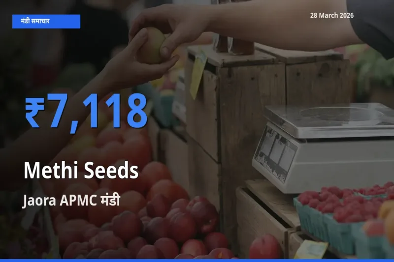 किसानों की पसंद बना Jaora APMC, मेथी दाना के सबसे अच्छे दाम