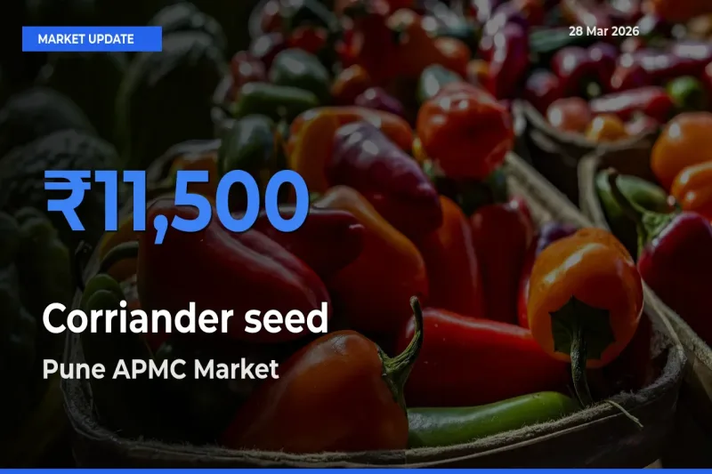 Pune APMC Leads as Top Mandi for Corriander seed Prices