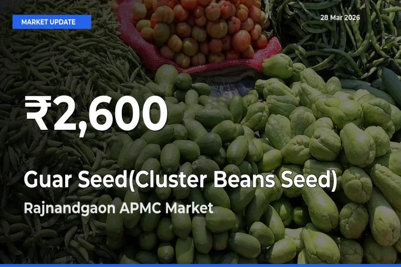 Big Drop! Guar Seed(Cluster Beans Seed) Slides to 30-Day Low at Rajnandgaon APMC
