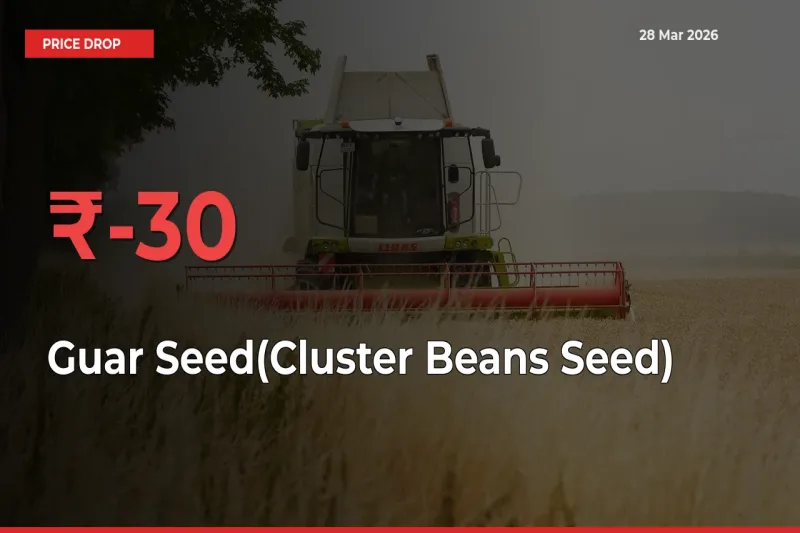 Why Guar Seed(Cluster Beans Seed) Prices Fell 29.86% in a Day at Mandis
