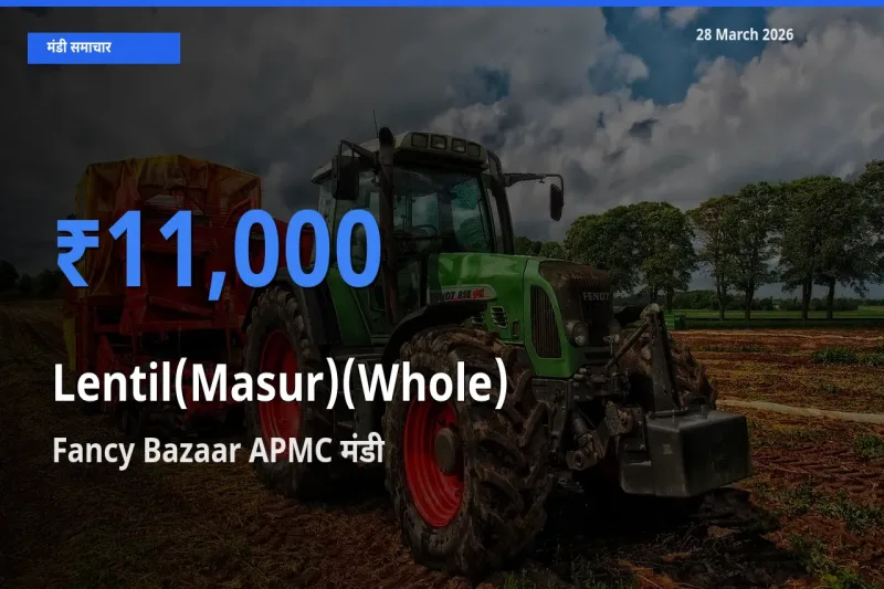 Fancy Bazaar APMC मंडी में मसूर दाल (साबुत) ₹11,000 पर पहुँचा – आज का सर्वोच्च भाव