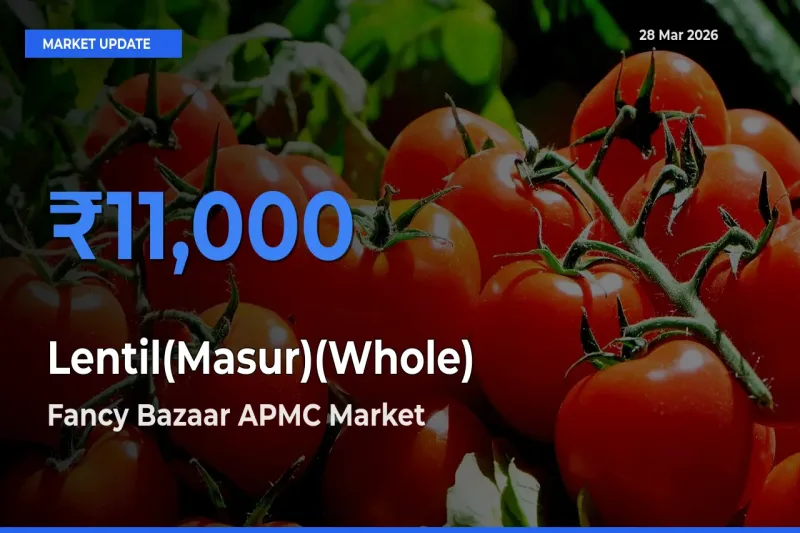 Fancy Bazaar APMC Emerges as Top Mandi for Lentil(Masur)(Whole) Prices Today