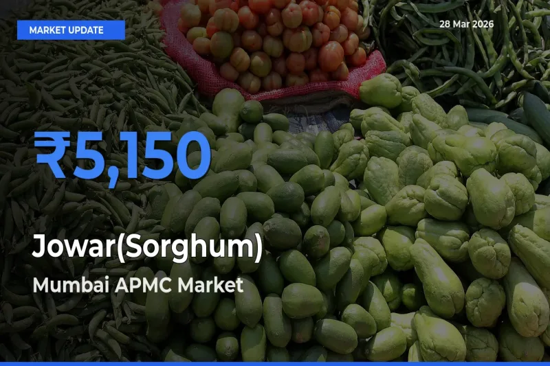 Mumbai APMC Offers ₹5,150 – Highest Jowar(Sorghum) Rate Today