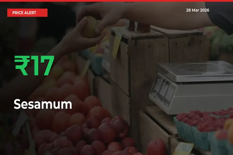 Sesamum Prices Rise 16.62% in a Day at Major Mandis