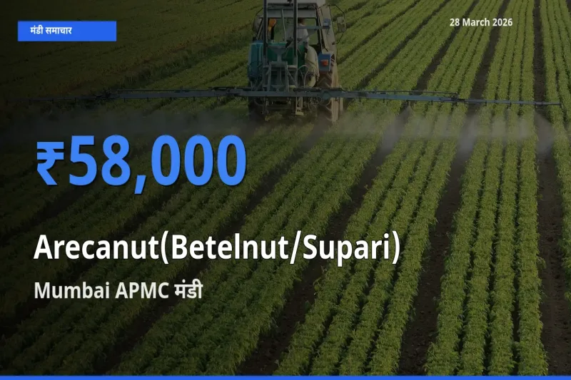 आज का मंडी भाव: सुपारी के सबसे ज़्यादा दाम Mumbai APMC में