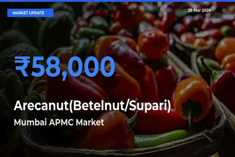 Mumbai APMC Records Highest ₹58,000 Rate for Arecanut(Betelnut/Supari)
