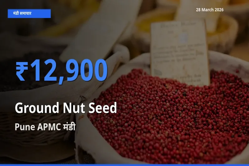 आज का मंडी भाव: मूंगफली बीज के सबसे ज़्यादा दाम Pune APMC में