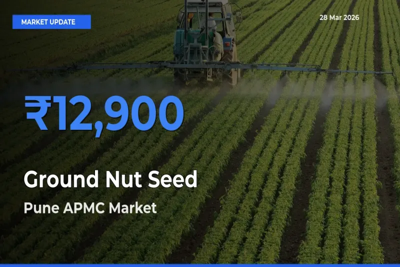 Pune APMC Emerges as Top Mandi for Ground Nut Seed Prices Today