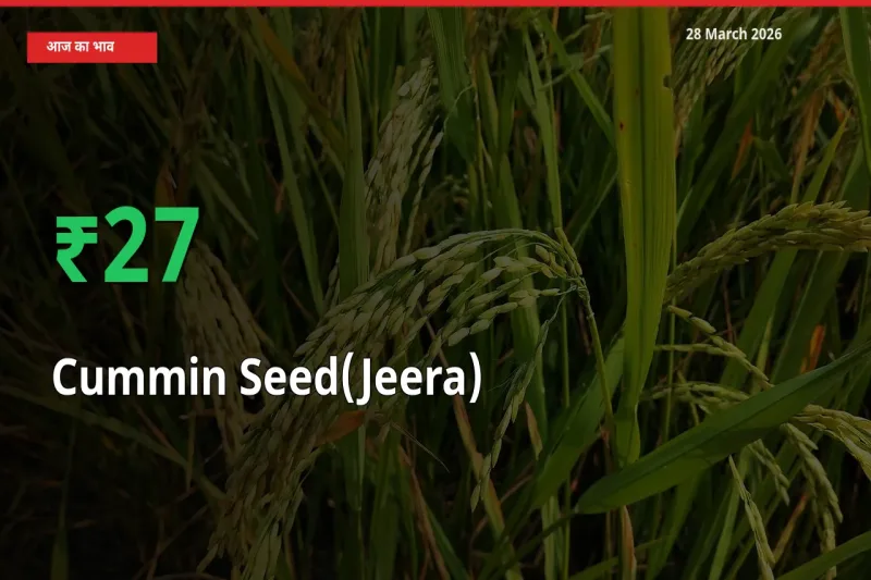 जीरा के दाम प्रमुख मंडी में 26.51% बढ़े, 24 घंटे में बड़ा बदलाव
