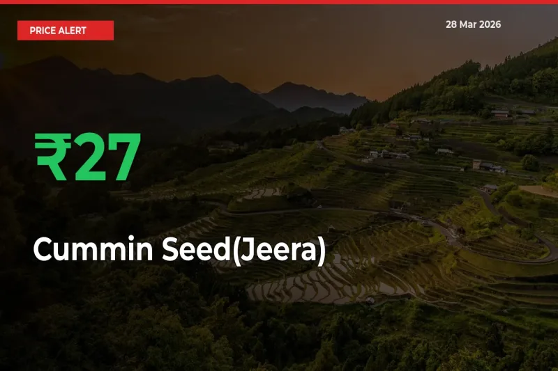 Cummin Seed(Jeera) Mandi Rate Today: Prices Jump 26.51% at Market