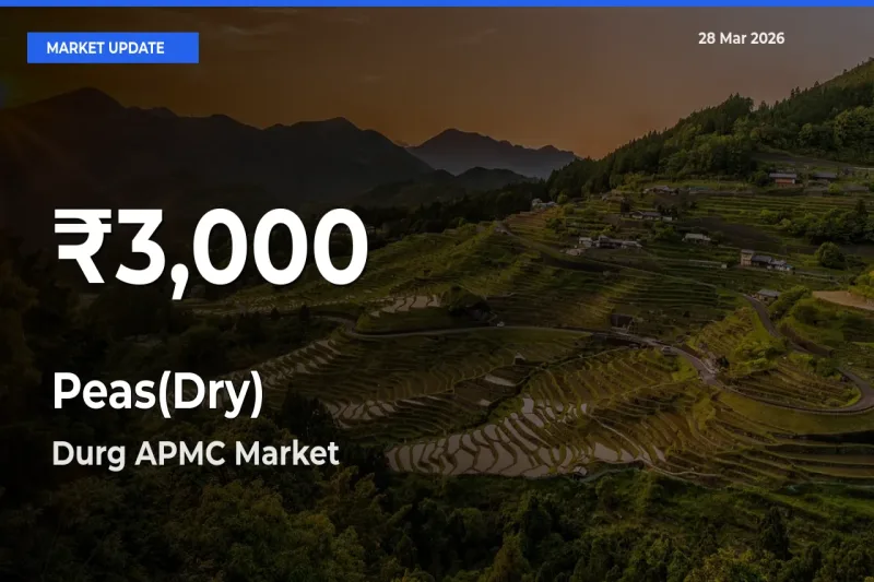 Peas(Dry) Falls to ₹3,000 in Durg APMC – 30-Day Lowest Rate