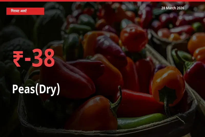 आज का मंडी भाव: सूखी मटर के दाम मंडी में 38% नीचे