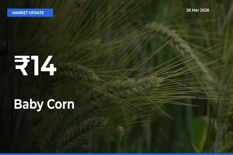 Multi-Mandi Trend Emerges as Baby Corn Prices Shift Across Key Markets