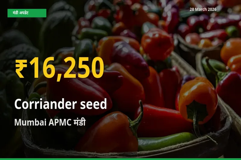 30 दिनों में सबसे ऊँचे स्तर पर साबुत धनिया के दाम, Mumbai APMC में उछाल