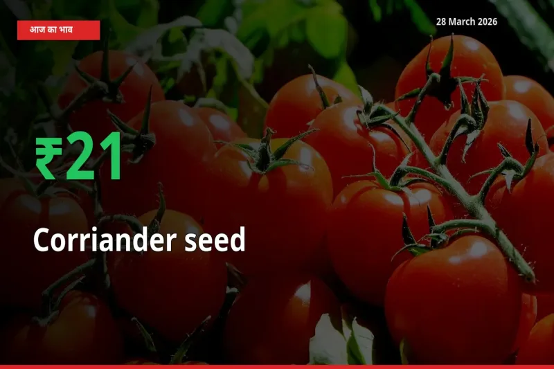 साबुत धनिया 21.03% उछला, मंडी