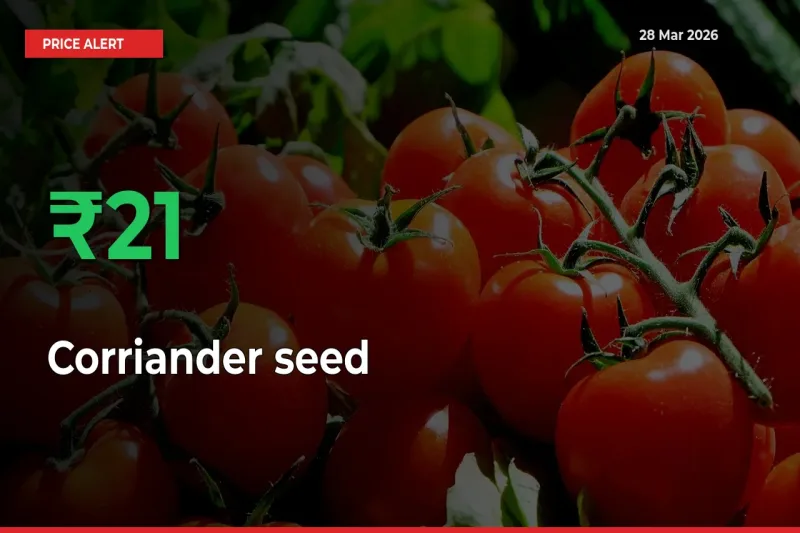 21.03% Spike in Corriander seed Prices – Mandi Sees Sudden Rally