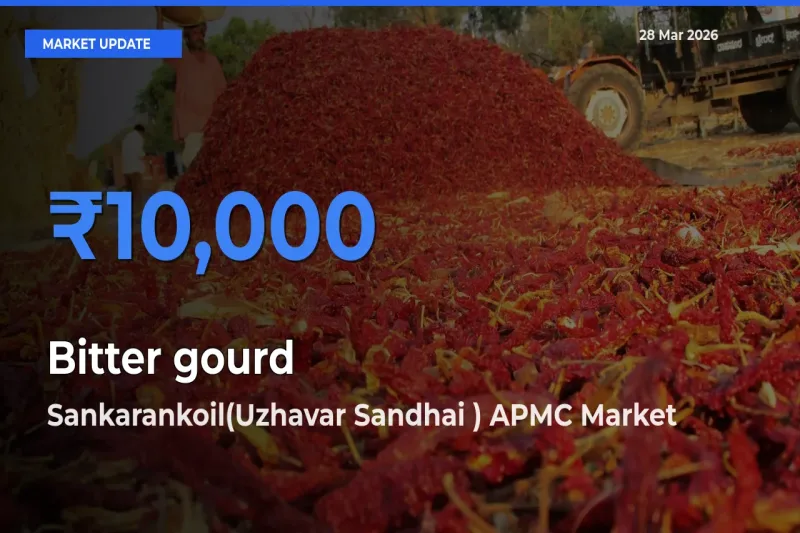 Top Performer! Sankarankoil(Uzhavar Sandhai ) APMC Offers Best Bitter gourd Price Today