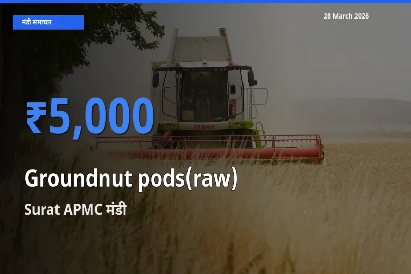 आज का मंडी भाव: कच्ची मूंगफली (फली सहित) के सबसे ज़्यादा दाम Surat APMC में
