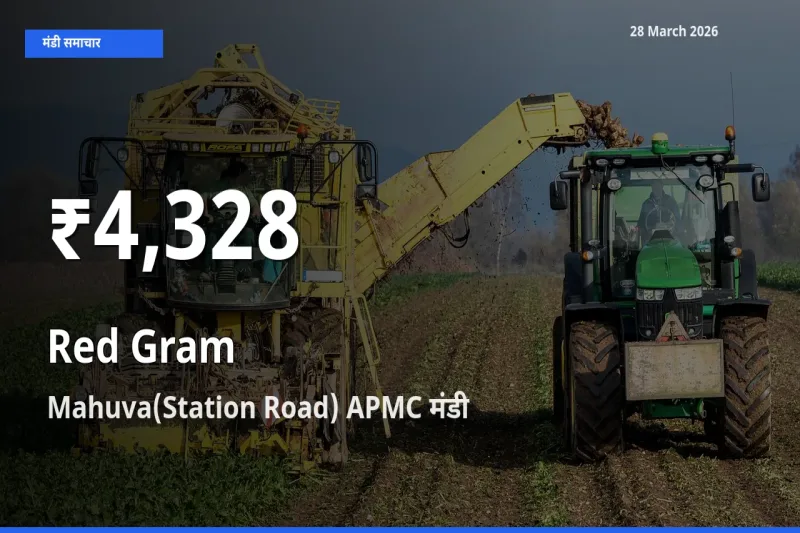तेज़ गिरावट! Mahuva(Station Road) APMC में अरहर के दाम 30 दिन के निचले स्तर पर