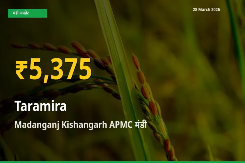 28 March अपडेट: Madanganj Kishangarh APMC में तारामीरा के दाम रिकॉर्ड स्तर पर