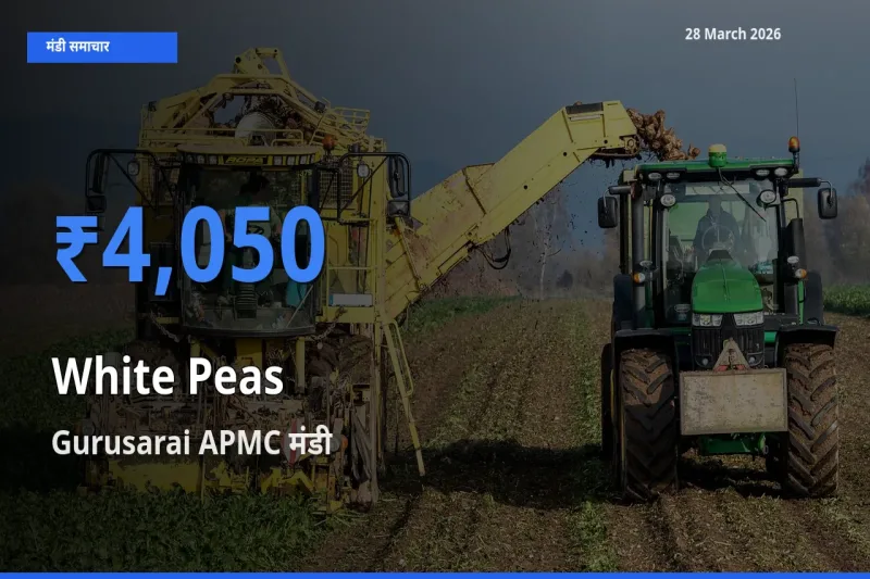 आज सफ़ेद मटर के सबसे ऊँचे दाम ₹4,050 Gurusarai APMC मंडी में