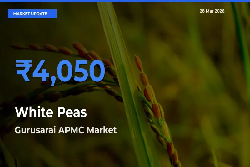 Gurusarai APMC Offers ₹4,050 – Highest White Peas Rate Today