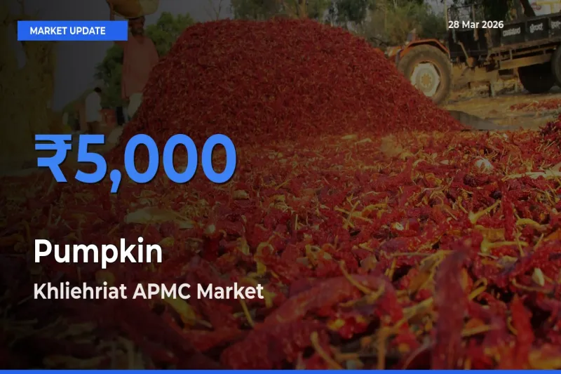 Farmers Prefer Khliehriat APMC as Pumpkin Hits Highest Rate
