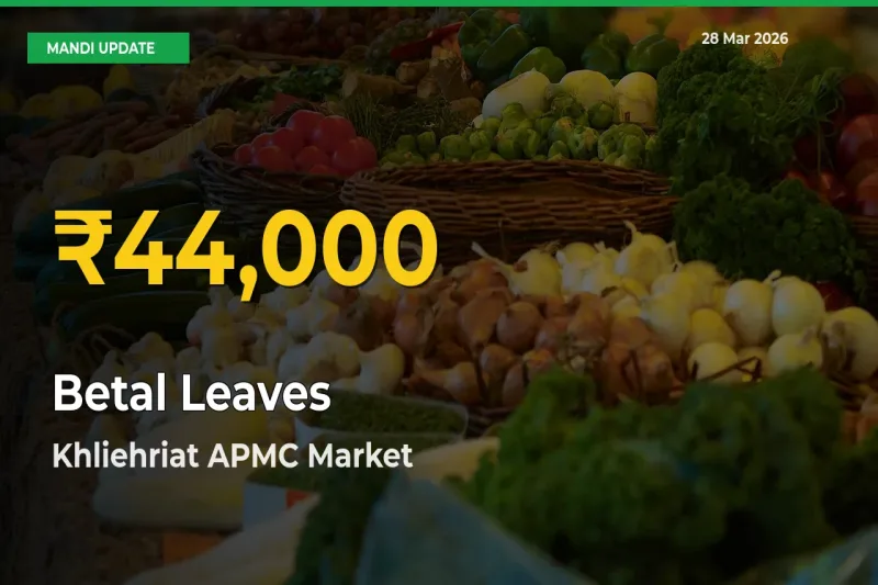 Why Betal Leaves Prices Are Climbing in Khliehriat APMC – Today’s New High Explained