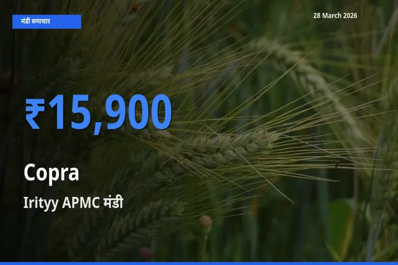 Irityy APMC मंडी में सूखा नारियल ₹15,900 पर पहुँचा – आज का सर्वोच्च भाव