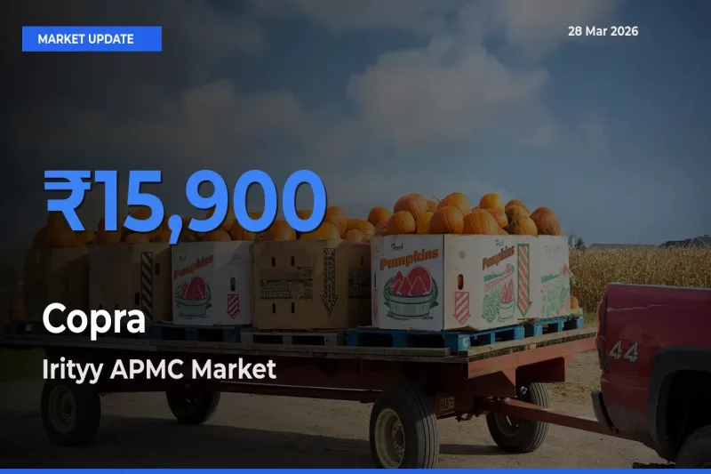Irityy APMC Offers ₹15,900 – Highest Copra Rate Today