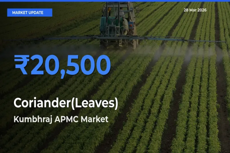Kumbhraj APMC Records Highest ₹20,500 Rate for Coriander(Leaves)