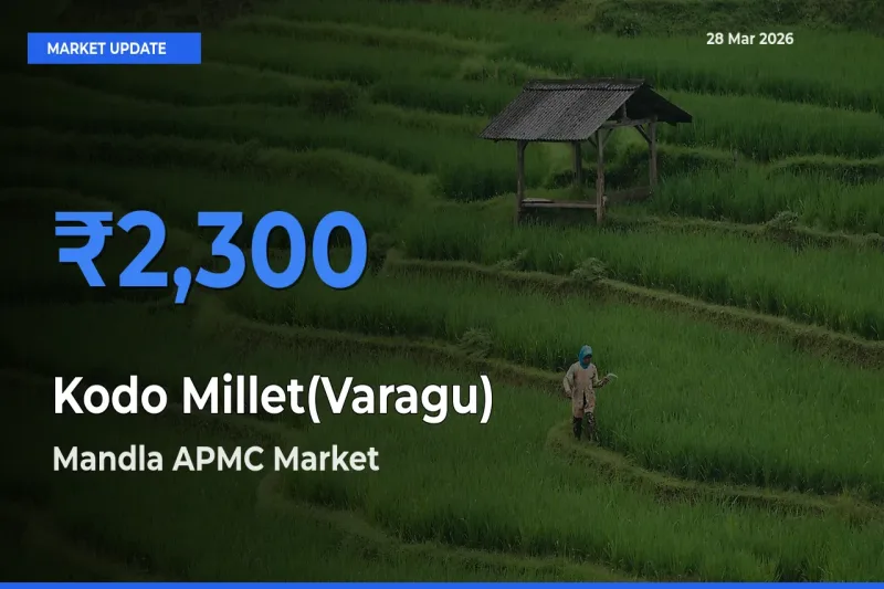 Mandla APMC Tops Kodo Millet(Varagu) Rates – March 28 Market Update