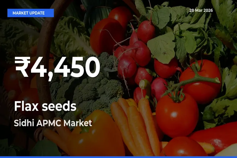 Why Flax seeds Prices Slumped in Sidhi APMC – 30-Day Low Today