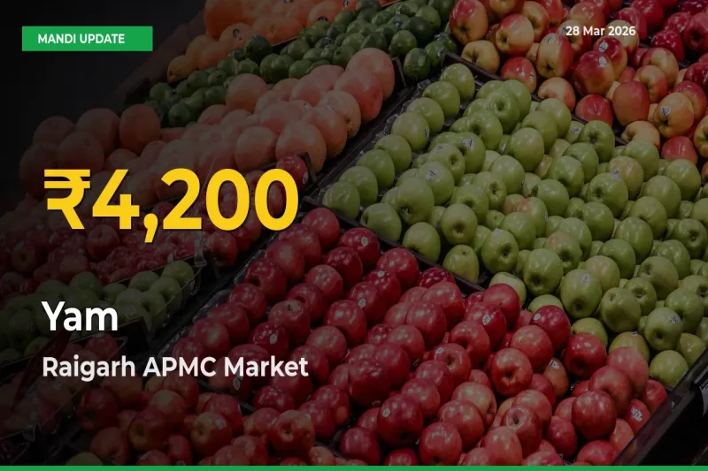 Raigarh APMC Leads as Yam Hits Highest Rate – March 28 Update