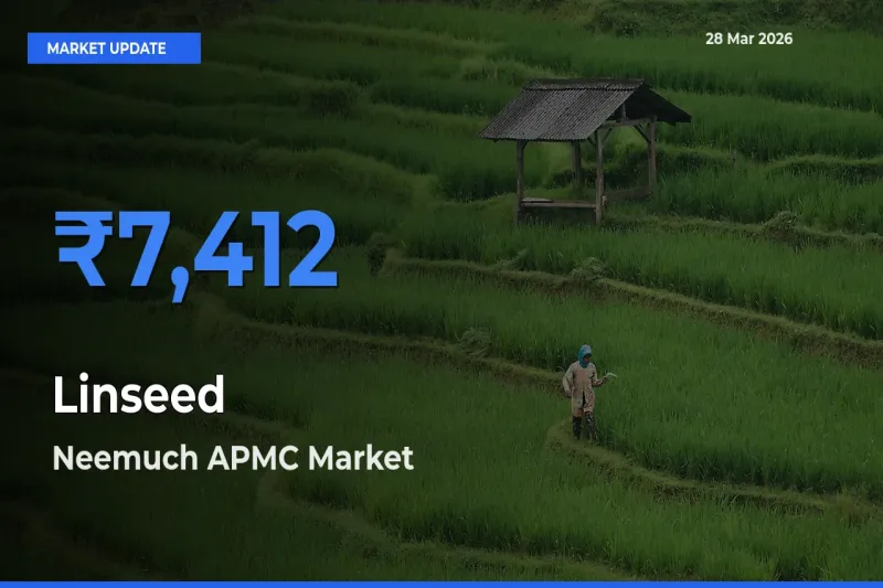 Neemuch APMC Emerges as Top Mandi for Linseed Prices Today