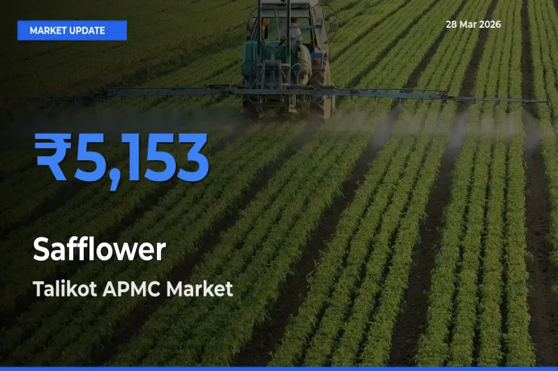 Talikot APMC Emerges as Top Mandi for Safflower Prices Today