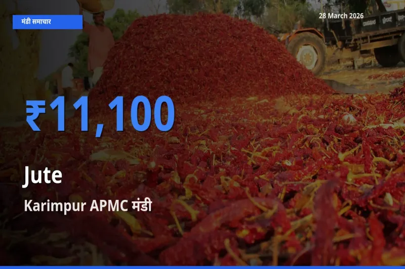 आज जूट के सबसे ज़्यादा दाम Karimpur APMC मंडी में दर्ज