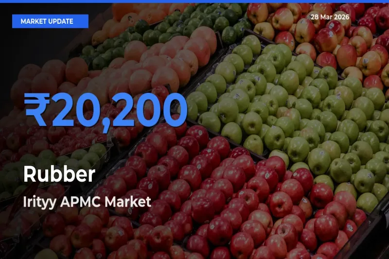 Irityy APMC Offers ₹20,200 – Highest Rubber Rate Today