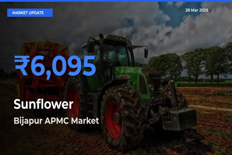 Farmers Prefer Bijapur APMC as Sunflower Hits Highest Rate