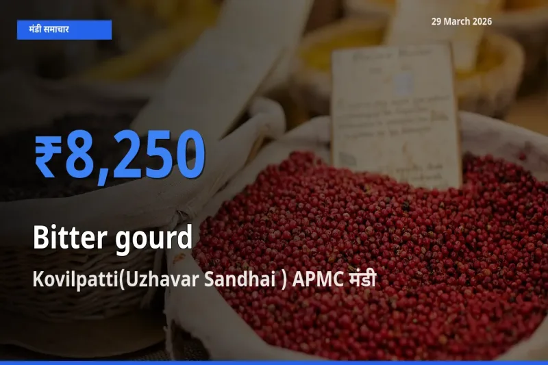 Kovilpatti(Uzhavar Sandhai ) APMC मंडी में करेला ₹8,250 पर पहुँचा – आज का सर्वोच्च भाव