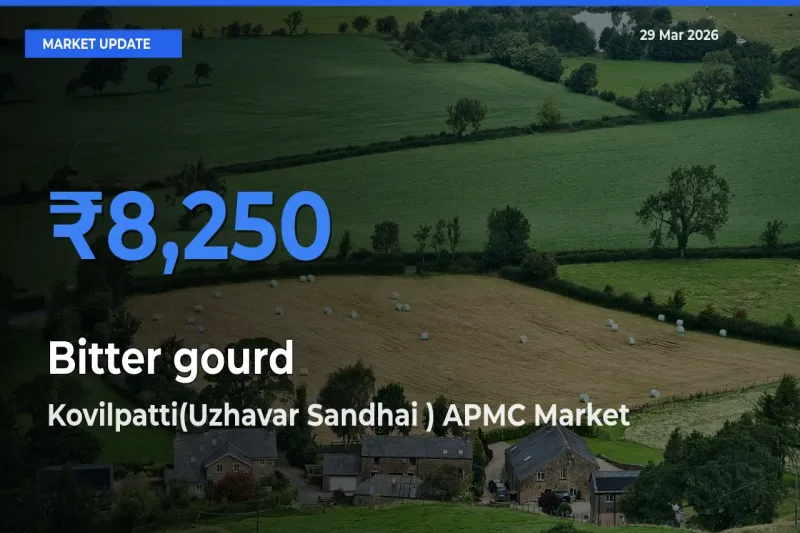 Kovilpatti(Uzhavar Sandhai ) APMC Leads as Top Mandi for Bitter gourd Prices