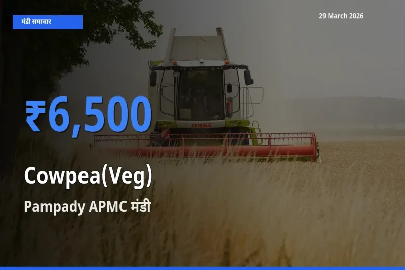 टॉप मंडी बना Pampady APMC! लोबिया फली के सबसे ऊँचे दाम यहीं दर्ज