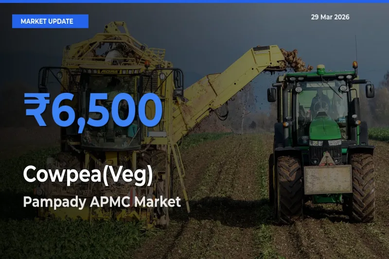 Top Performer! Pampady APMC Offers Best Cowpea(Veg) Price Today