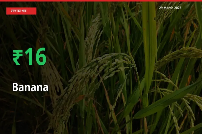 बाज़ार संकेत: केला के भाव मंडी में 16.08% ऊपर