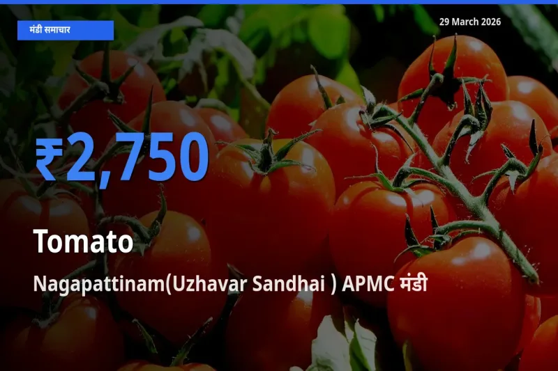 आज टमाटर के सबसे ज़्यादा दाम Nagapattinam(Uzhavar Sandhai ) APMC मंडी में दर्ज